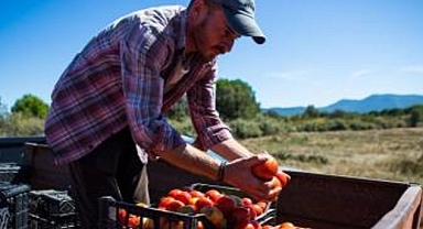 Karşıyaka’nın Yamanlar domatesi İzmir’in 17 ilçesine yayılıyor