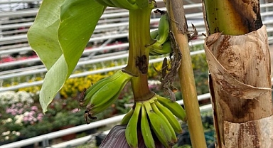 Keçiören’deki Akıllı Serada Muz Yetiştiriliyor