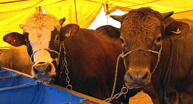 Kurban Satış Merkezi İçin Kayıtlar Başlıyor