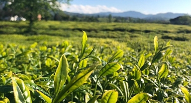 Lipton Doğu Karadeniz’de Çay Hasadına Başladı