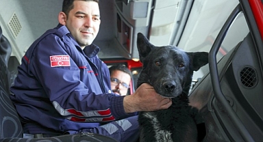 Nevşehir Belediyesi İtfaiye Müdürlüğü personelleri, bir vadide düştüğü kayalıklarda mahsur kalan ve 6 saatlik bir çalışma sonucu kurtardıkları sokak köpeğini sahiplendi