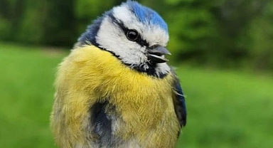 Ormanya Kuş Halkalama İstasyonu kuruldu