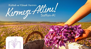 Türkiye’de bir ilk; safran üretim girişimi fonlanıyor
