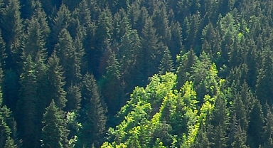 Umutları yeşertmek için Kilis'te orman oluşturdular