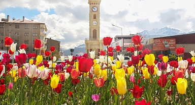 Van Büyükşehir Belediyesi tarafından sonbahar aylarında dikilen laleler kenti süslemeye başladı