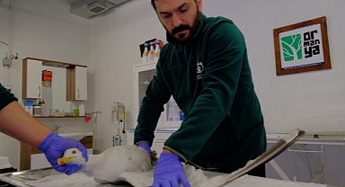 Yaralı martıya Büyükşehir şefkati