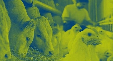 Hayvan Beslemenin Küresel Lideri Nutreco, 2022 Sürdürülebilirlik Raporu’nu Yayınladı