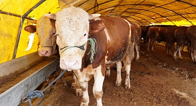 Keçiören’de Kurban Pazarı Kuruldu, Satışlar Başladı