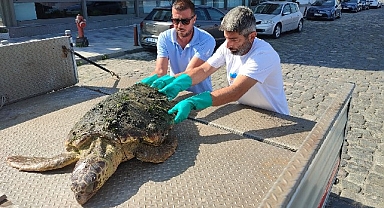 Körfez’de yaralı “Caretta Caretta” bulundu