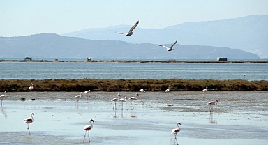 Kuş Cenneti’ne anjiyo: 40 km yatak temizlenecek