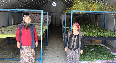 Muğla Büyükşehir’in Desteklediği İpekböcekçiliği Üretiminde Yüzler Gülüyor