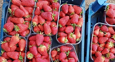 Muğla’nın Çilekleri Migros Raflarında
