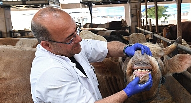 Osmangazi’de yaşına girmemiş ve gebe hayvanların satışına izin verilmiyor