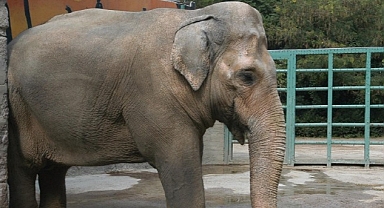 Pak Bahadır efsanesi müzede yaşatılacak