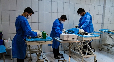 Van Büyükşehir’in Hayvan Barınağı Sokak Hayvanlarına Şifa Dağıtıyor