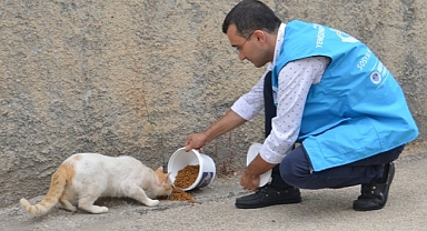 Yenişehir Belediyesi sokak hayvanlarını yalnız bırakmıyor