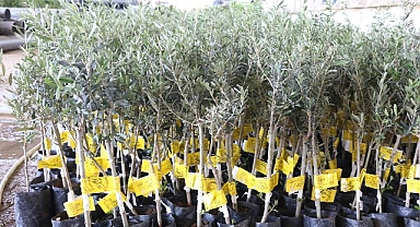 Antalya Büyükşehir Belediyesi 10 biner adet ceviz ve zeytin fidanı hibe etti