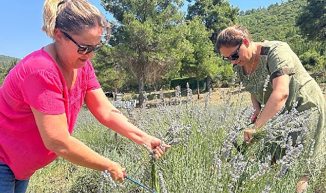 Bodrum Belediyesi, Garaova Tarım Park’ta üretilen lavantaların hasadına başladı.