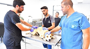 İzmir’de bir yılda 25 bin kedi ve köpek kısırlaştırıldı