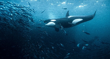 Kayıp Dünyalar BBC Earth ile Keşfediliyor