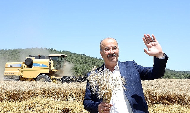 Mudanya'da buğday hasadı zamanı