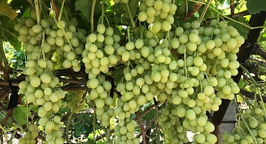 Superior Seedless Çeşidi Sofralık Üzümün ihracat yolculuğu başladı