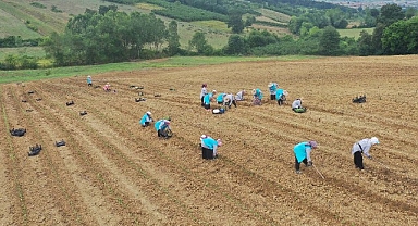 Tıbbi Aromatik Bitki Yetiştiriciliğinde yeni ürün; kekik