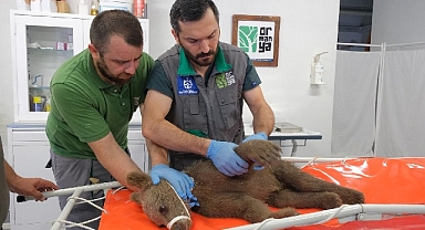 Yaralı boz ayı Ormanya'da yaşama tutundu