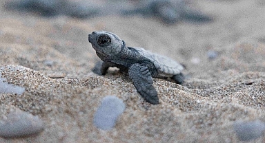 Mavi Gönüllüleri, Indigo Turtles projesi ile Caretta Caretta’ları Akdeniz’le buluşturmaya devam ediyor