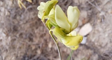 TANAP, Türkiye Biyoçeşitliliğine ve Uluslararası Literatüre Yeni Türler Kazandırmaya Devam Ediyor