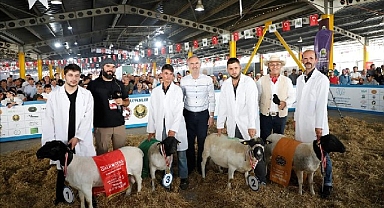 Türkiye’nin En Kapsamlı Küçükbaş Hayvancılık Festivali İçin Geri Sayım Başladı