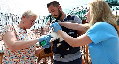 Çankaya Belediyesinin Veteriner Hekimleri iş başında