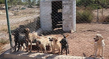 Egeli ihracatçılardan barınak hayvanlarına mama yardımı