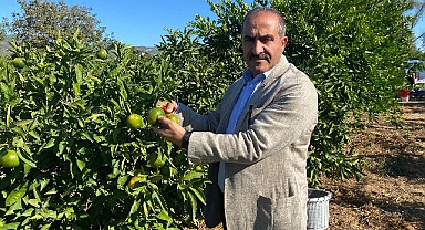 Satsuma mandalinanın ihracat yolculuğu 20 Ekim’de başlıyor