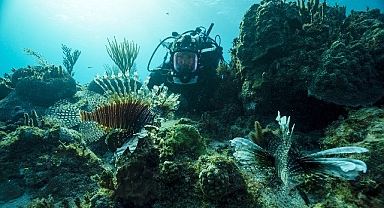 BBC Earth Denizaltı ve Yeryüzündeki Muhteşem Manzaraları Evlere Getiriyor