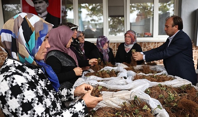 Nilüfer Belediyesi’nin desteğiyle çilek üretimi artıyor
