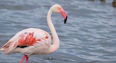 İzmit Körfezi'nde 351 flamingo kanat çırpıyor