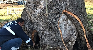 Kocaeli Büyükşehir'den 100 yıllık çınara tedavi