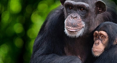‘Şempanzelerin Dünyası’ 7 Şubat Çarşamba 20.00’de National Geographic WILD Ekranlarında başlıyor