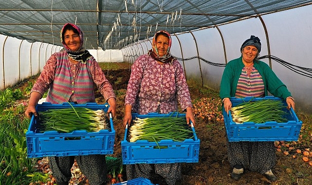Büyükşehir'den yüzde 50 hibeli modern sera desteği