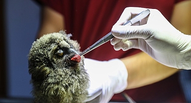 Antalya Doğal Yaşam Parkı yaralı yaban hayvanlarına şifa oluyor
