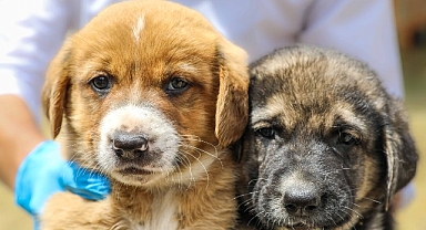 Buca Belediyesi’nden vicdani hamle “Yasayı Bekleme, Sahiplen!”