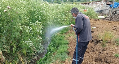Lüleburgaz Belediyesi uçkun mücadelesini sürdürüyor
