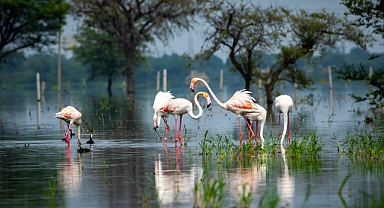 TEMA Vakfı: Biyolojik çeşitliliğin korunması için 