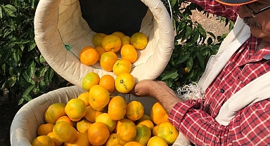 Türk narenciye sektörü, Irak’ı yakınlaştırdı ve yüzde 399’luk ihracat artış rekoru kırdı