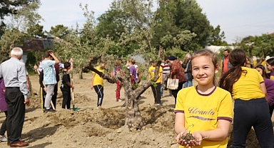 Zeytin ağaçları yeni yerine taşındı 