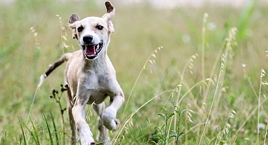 Antalya Büyükşehir Bakım Evi'nde sokak hayvanları güvende