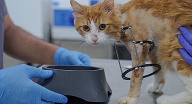 Bacağı kesilmekten kurtarılan Balım kendine yuva arıyor 