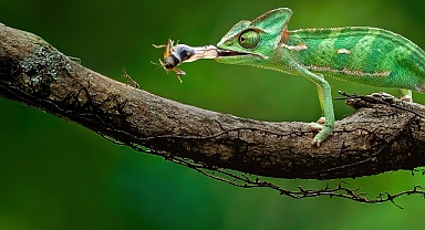 Gezegenin En Sıra Dışı Hayvanlarının Gizli Süper Güçlerini Gözler Önüne Seren 6 Bölümlük ‘Vahşi, Zeki ve Tehlikeli’ 5 Haziran Çarşamba Günü 20.00’de National Geographic WILD Ekranlarında Başlıyor!