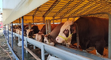 İBB ekipleri Kurban Bayramı hazırlıklarını tamamladı